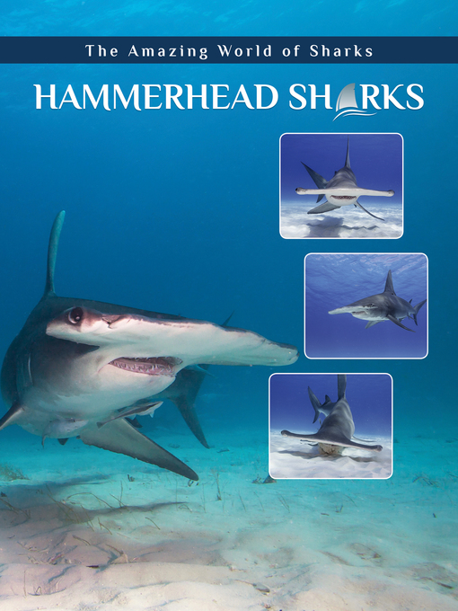 Title details for Hammerhead Sharks by Joyce A. Hull - Available